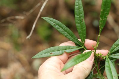 Zieria arborescens, photographed by Greg Tasney