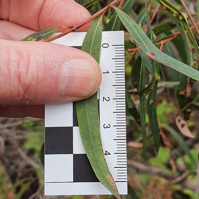 Angophora bakeri, photographed by ronavery