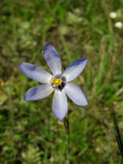 Calydorea charruana, photographed by Joselin Listur