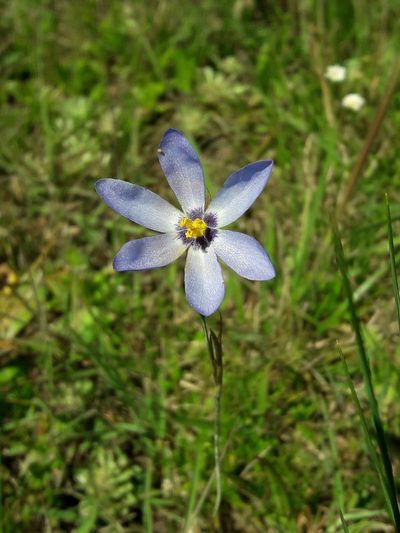 Calydorea charruana, photographed by Joselin Listur