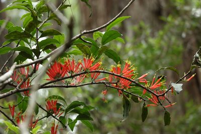 Amylotheca dictyophleba, photographed by Greg Tasney