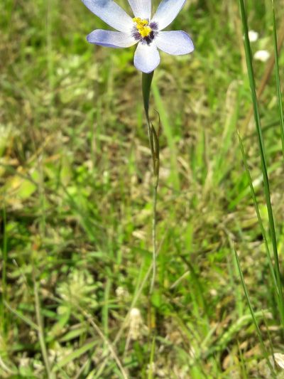 Calydorea charruana, photographed by Joselin Listur