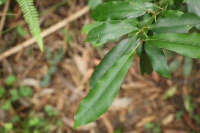 Ceratopetalum apetalum, photographed by Greg Tasney