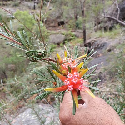 Lambertia formosa, photographed by ronavery