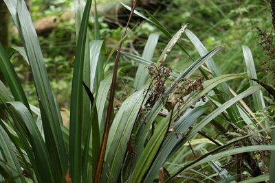 Orthothylax glaberrimus, photographed by Greg Tasney