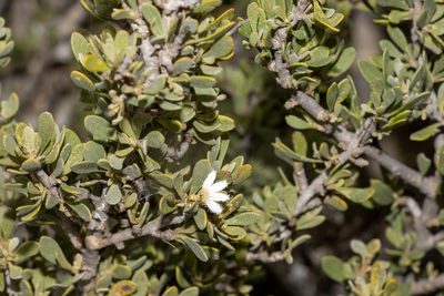 Scaevola bursariifolia, photographed by T. Hammer