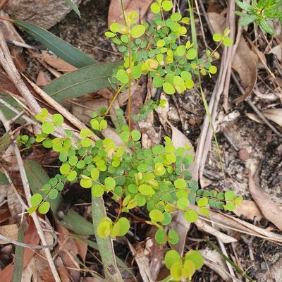 Bossiaea lenticularis, photographed by ronavery