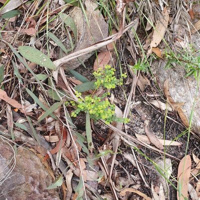 Bossiaea lenticularis, photographed by ronavery