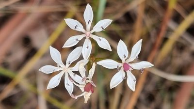 Burchardia umbellata, photographed by ianrainbow