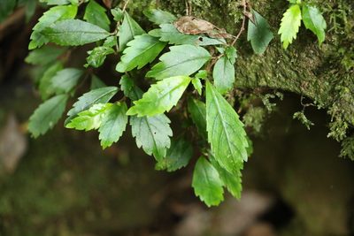 Fieldia australis, photographed by Greg Tasney