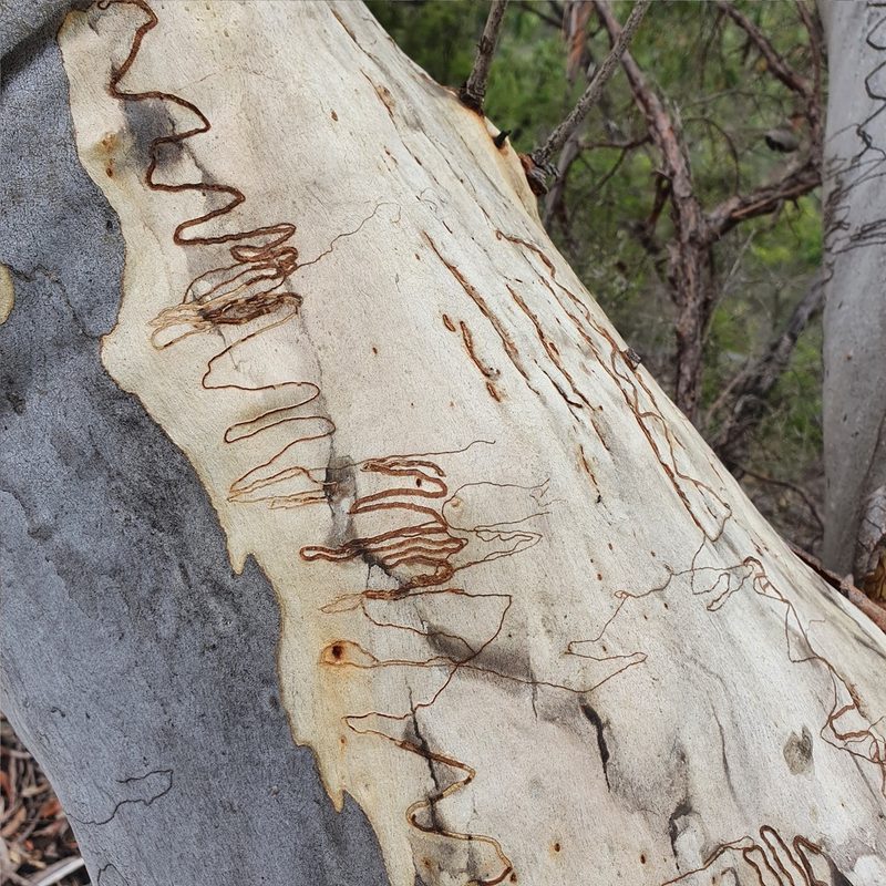 Eucalyptus haemastoma, photographed by ronavery