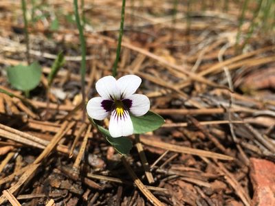 Viola cuneata, photographed by Matt Berger