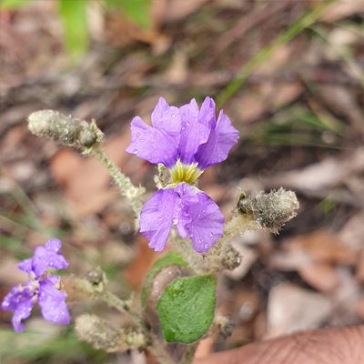 Dampiera purpurea, photographed by ronavery