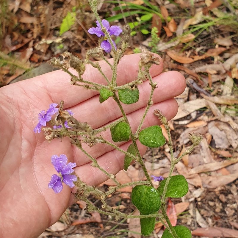 Dampiera purpurea, photographed by ronavery