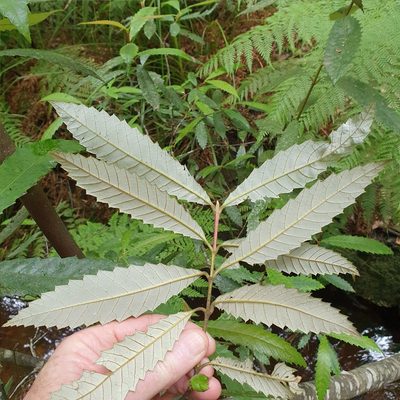Callicoma serratifolia, photographed by ronavery