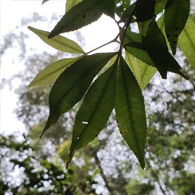 Ceratopetalum gummiferum, photographed by ronavery