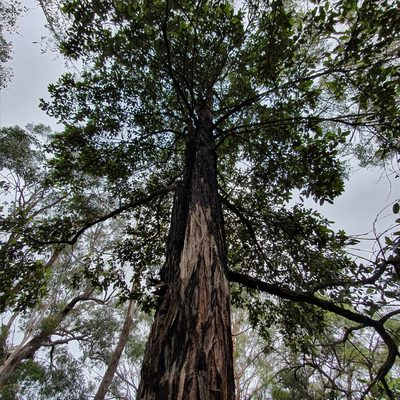 Syncarpia glomulifera, photographed by ronavery