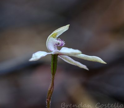 Caladenia gracilis, photographed by Brendan Costello