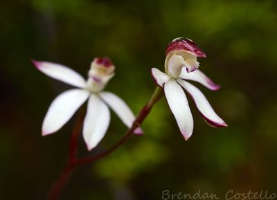 Caladenia gracilis, photographed by Brendan Costello