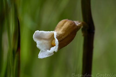 Gastrodia sesamoides, photographed by Brendan Costello