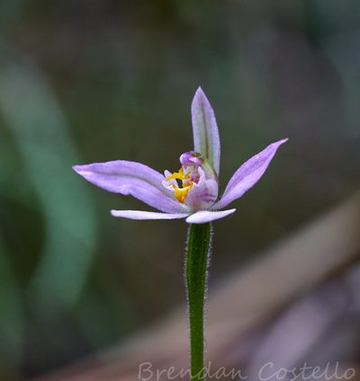 Caladenia alata, photographed by Brendan Costello