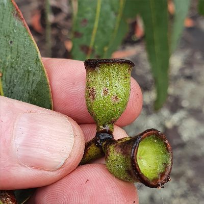 Corymbia eximia, photographed by ronavery