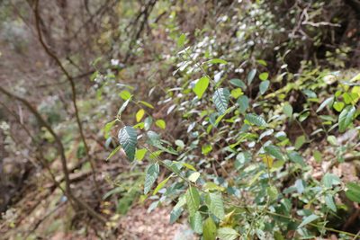 Bernardia myricifolia, photographed by Reid Hardin