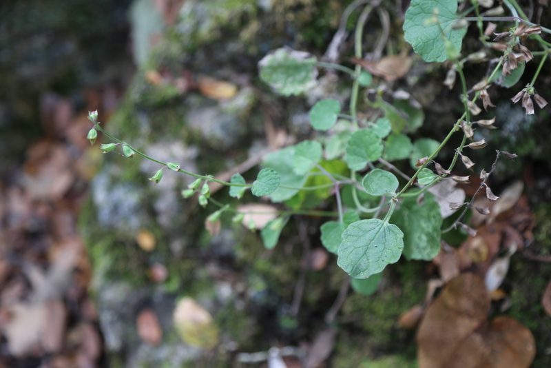 Salvia roemeriana, photographed by Reid Hardin