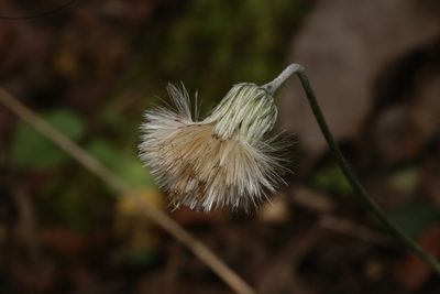 Chaptalia texana, photographed by Reid Hardin