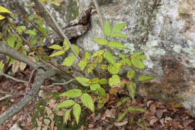 Ungnadia speciosa, photographed by Reid Hardin
