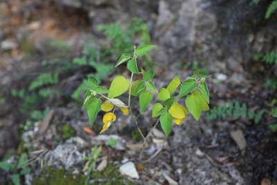 Croton fruticulosus, photographed by Reid Hardin