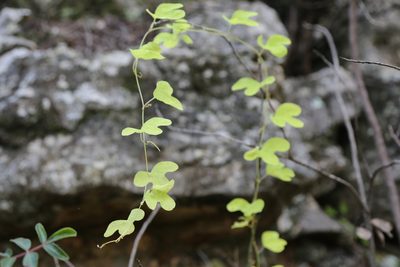 Passiflora affinis, photographed by Reid Hardin