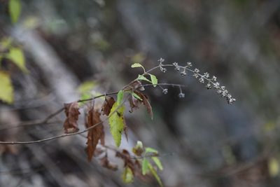Buddleja racemosa, photographed by Reid Hardin