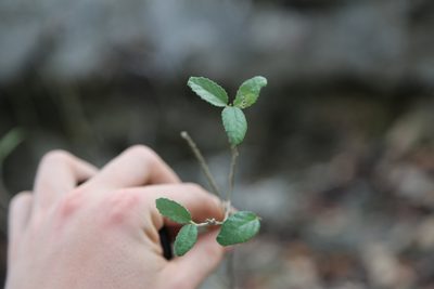 Bernardia myricifolia, photographed by Reid Hardin