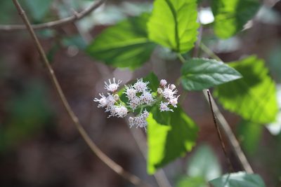 Ageratina havanensis, photographed by Reid Hardin