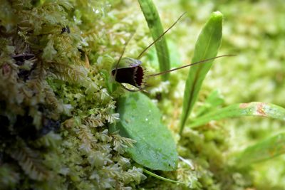 Corybas oblongus, photographed by Christopher Stephens