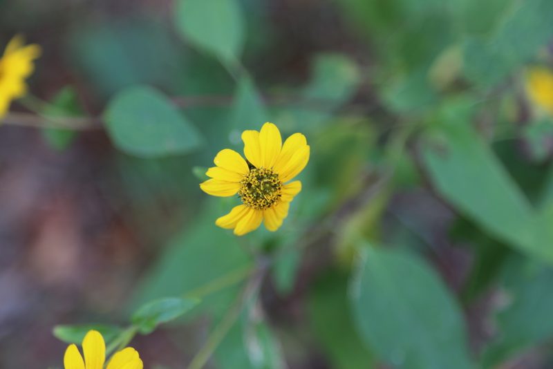 Viguiera dentata, photographed by Reid Hardin