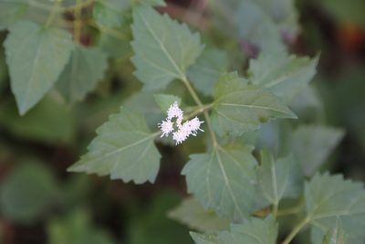 Ageratina havanensis, photographed by Reid Hardin