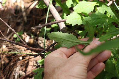 Rorippa dictyosperma, photographed by Greg Tasney