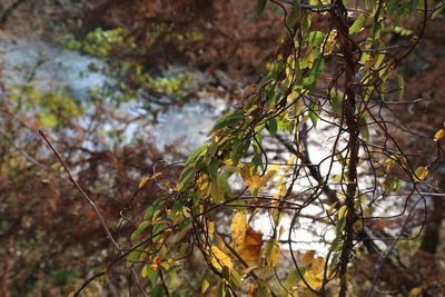 Berchemia scandens, photographed by Reid Hardin