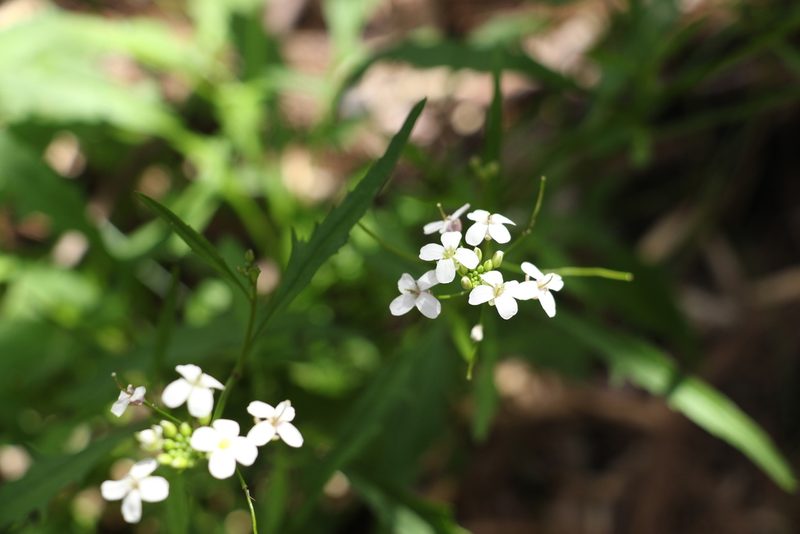 Rorippa dictyosperma, photographed by Greg Tasney