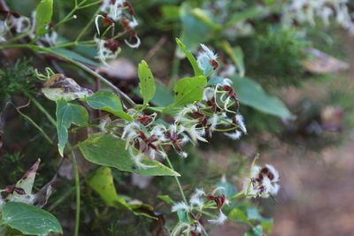 Clematis terniflora, photographed by Reid Hardin