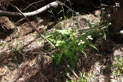Rorippa dictyosperma, photographed by Greg Tasney