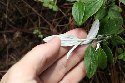 Ozothamnus whitei, photographed by Greg Tasney