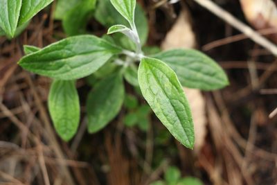Ozothamnus whitei, photographed by Greg Tasney