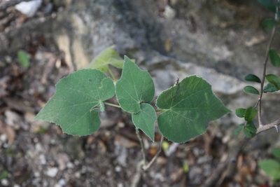 Allowissadula holosericea