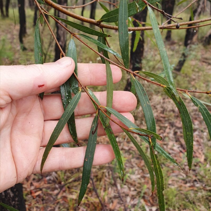 Angophora bakeri, photographed by ronavery