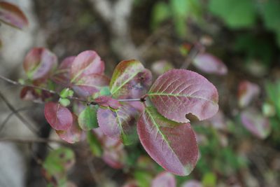 Viburnum rufidulum, photographed by Reid Hardin