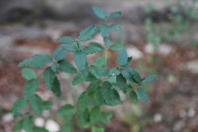 Bernardia myricifolia, photographed by Reid Hardin