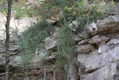 Ephedra pedunculata, photographed by Reid Hardin